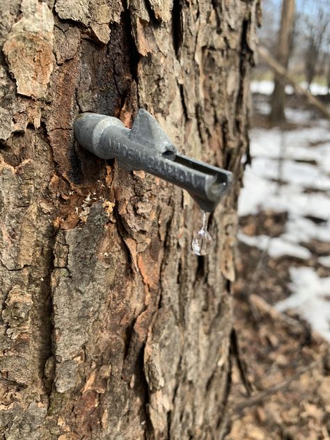 Maple Tree Tapping, Making Maple Syrup, Maple Syrup Aesthetic, Maple Syrup Illustration, Fallout Character, Maple Syrup On Snow, Mini Maple Syrup Bottles, Diy Maple Syrup, Maple Tapping