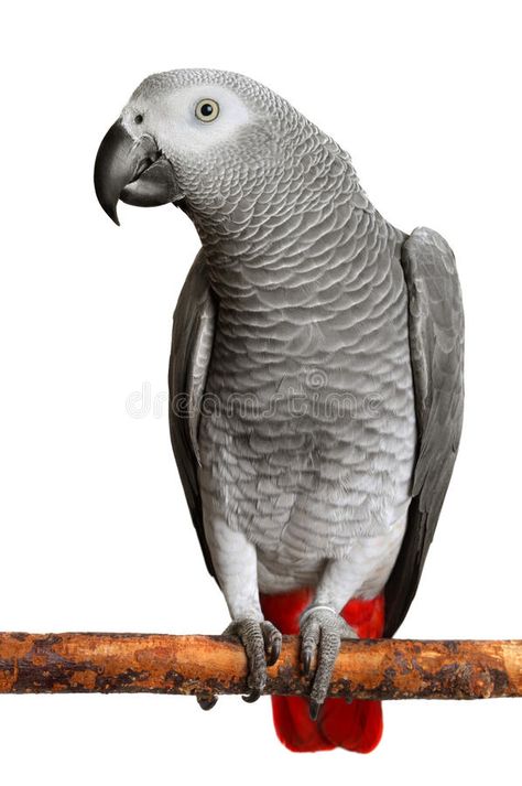 Timneh African Grey, Birds Reference, Gray Parrot, Parrot Tattoo, Senegal Parrot, Parrot Training, Bird Wall Decals, Parrots Art, Grey Parrot