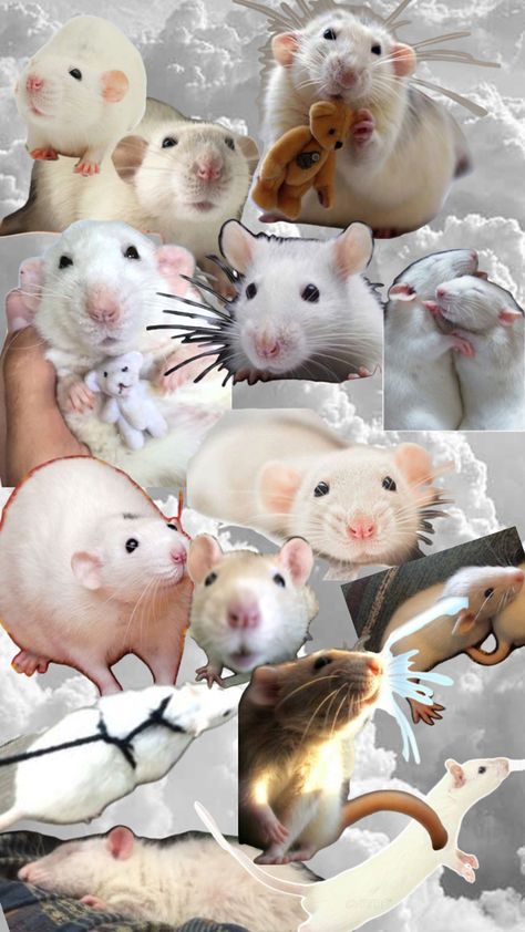 Use this as your wallpaper if you have a white rat(s) Rat Backgrounds, Rat Wallpapers Aesthetic, Rat Wallpapers, Cute Rat Aesthetic, Mouse Wallpaper, Funny Rats, Pet Mice, Simple Phone Wallpapers, Cute Rats