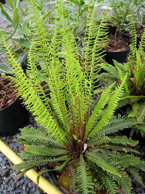 Blechnum spicant | Architectural Plants Deer Fern, Green Traffic Light, Shade Tolerant Plants, Architectural Plants, Organic Mulch, Planting Plan, Organic Soil, Top Soil, Types Of Soil