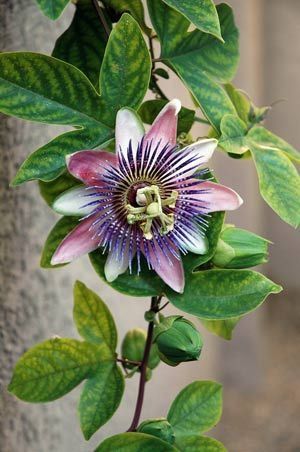 Passion Vine, Passion Flowers, Afrique Art, Wonderful Flowers, Unusual Flowers, Language Of Flowers, Passion Flower, Flowering Vines, Plant Illustration