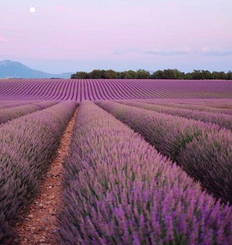 Wildflowers Garden, True Botanicals, Wildflower Garden, Lavender Fields, Garden Cottage, Geraniums, Provence, Wild Flowers, Beautiful Places