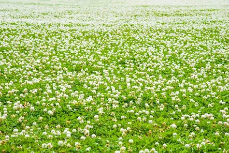 White Dutch Clover Lawn, Clover And Grass Lawn, Dutch Clover Lawn, Moss And Clover Lawn, White Clover Lawn, Tapestry Lawn, Ranger Aesthetic, White Dutch Clover, Shared Driveway