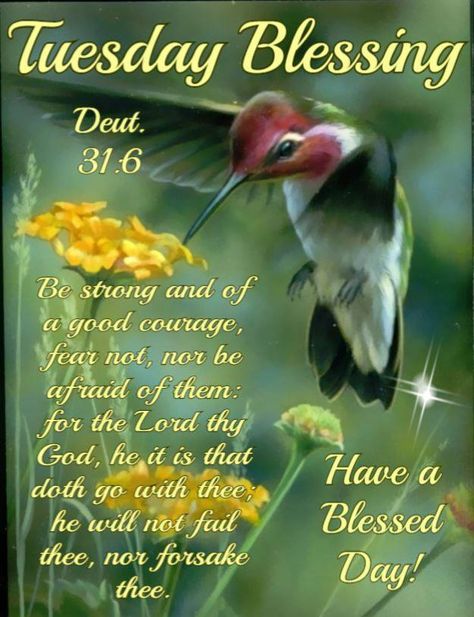 Tuesday Blessings! Happy Tuesday Morning, Tuesday Quotes Good Morning, Tuesday Greetings, Tuesday Blessings, Deuteronomy 31 6, Love Good Morning Quotes, Happy Tuesday Quotes, Good Morning Tuesday, Tuesday Quotes