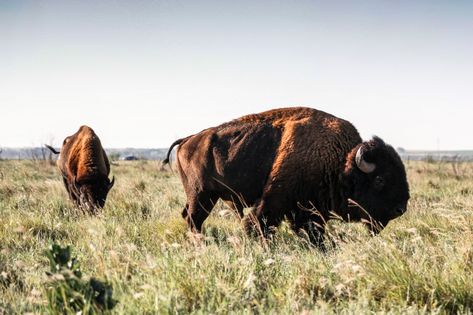 Bison Farm, Bison Running, Caprock Canyon State Park, Texas Wildlife, Bison On The Prairie, European Bison, Texas Panhandle, Texas Sunset, Texas State Parks