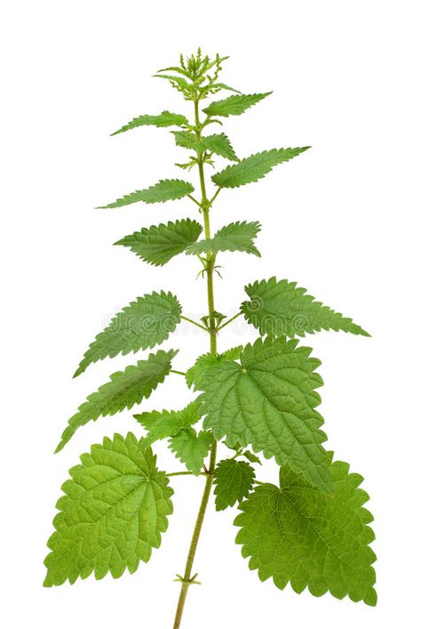 Nettle plant. High nettle plant isolated on white #Sponsored , #ADVERTISEMENT, #sponsored, #plant, #white, #isolated, #Nettle Stinging Nettle Drawing, Nettle Aesthetic, Hannibal Painting, Nettle Tattoo, Nettle Plant, Nettle Leaf, Stinging Nettle, Divine Beauty, Abstract Watercolor Art