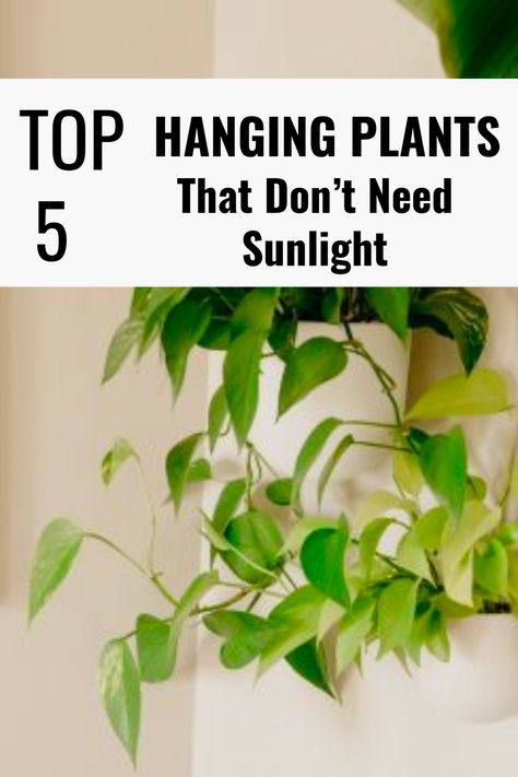 Are you looking to add some greenery to your indoor space? Hanging plants is an excellent option, especially with limited floor space. But what if your home doesn’t receive a lot of natural sunlight? Don’t worry! Plenty of low-light indoor hanging plants can thrive in indirect or artificial lighting conditions. Yep! you read that right; not all plants need bright light to survive! Best Plants For Bedroom Low Lights, Best Indoor Hanging Plants For Low Light, Plants That Don’t Need A Lot Of Light, Plants That Don’t Need Light, Low Light Trailing House Plants, Low Light Vine Plants Indoor, Plants That Dont Need Sunlight Indoor, Low Light Plants Indoor Bedroom, House Plants That Don’t Need Much Light