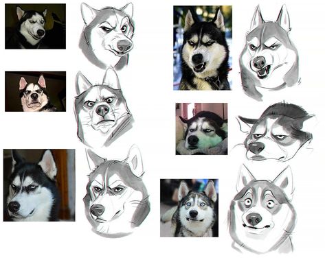 Dog Face Expressions Drawing, Husky Drawing Reference, Husky Art Cartoon, Husky Drawing Cartoon, Husky Reference, Husky Cartoon, Cartoon Husky, Husky Drawing, Husky Art