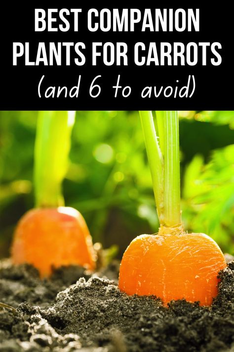 Looking to amp up your carrot harvest? Our in-depth guide explores the magic of companion planting! Discover the best plant buddies for your carrots, the ones to avoid, and practical tips to maximize your yield. Learn how to create a harmonious garden ecosystem where your carrots thrive. Ideal for newbie gardeners and seasoned green thumbs alike! Pin this guide and get ready to grow the happiest, tastiest carrots ever! What To Plant With Carrots, Carrots Planting Growing, Growing Carrots From Carrot Tops, Planting Carrots Cornstarch, Companion Planting Carrots, Carrot Planting Tips, Carrot Companion Planting, Planting Carrots In Containers, Companion Plants For Carrots