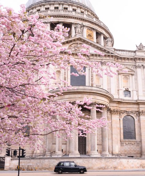 A cherry-blossom tree outside St Paul’s Cathedral. St. Paul’s Cathedral, Bloom Book, London Bucket List, London Itinerary, City Flowers, London Aesthetic, Virtual Travel, London Flat, London Park