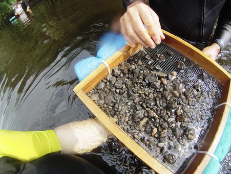 Snake River Float Trip, Rockhounding Florida, Shark Tooth Hunting In Florida, Fly River Turtle, Florida Fossils, Small Parts Storage, Pitt Rivers Museum, Parts Storage, Peace River