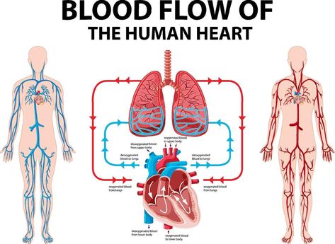 Diagram showing blood flow of human heart Human Heart Illustration, Heart Blood Flow, Heart Anatomy, Fantasy Mermaid, Heart Illustration, Human Heart, Seamless Background, Human Anatomy, Blood Flow