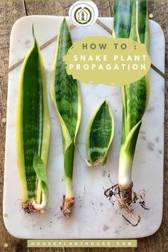 Houseplant Propagation, Snake Plant Indoor, Snake Plant Propagation, Snake Plant Care, Sansevieria Plant, Exterior Drawing, Plant House, Roof House, Household Plants