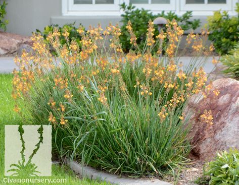 Bulbine frutescens - succulent with grass-like foliage that blooms orange in the fall. Bulbine Plant Landscape, Bulbine Plant, Barcelona Garden, Bulbine Frutescens, Barcelona Eixample, Green Roof Planting, Roof Plants, Texas Plants, Garden Plot