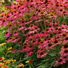 Saffron Seeds, Yellow Flowering Plants, Pet Grass, Plants Beautiful, Purple Coneflower, Cone Flowers, Fancy Flowers, Echinacea Purpurea, Shade Perennials