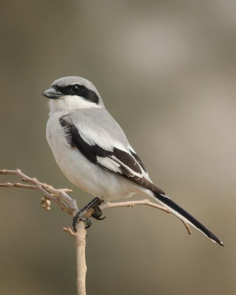 Shrike Tattoo, Shrike Bird, Air Animals, Loggerhead Shrike, Third Rock From The Sun, Mirae Junhyuk, Winter Feast, Animal Reference Photos, Grey Bird