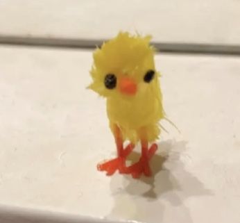 Funny Rats, Funny Duck, Baby Chickens, Moon And Sun, Funny Animal Photos, Silly Cats Pictures, Cute Chickens, Goofy Pictures, Chicken Humor