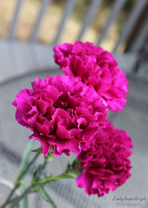 Hot Pink Carnations, Juliette Tattoo, Growing Carnations, Carnation Wedding Flowers, Raspberry Garden, Purple Delphinium, Carnation Plants, Orange Marigolds, Stargazer Lilly