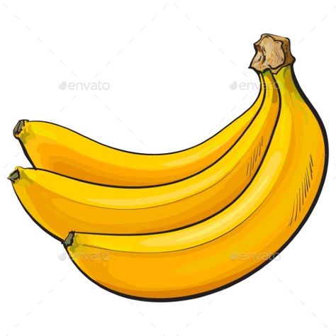 Bunch of three unopened, unpeeled ripe bananas, sketch style vector illustration isolated on white background. Realistic hand draw Banana Sketch, Healthy Illustration, Fruits Drawing, Banana Art, Banana Fruit, Ripe Bananas, Paper Cut Art, Fruit Art, Food Fresh