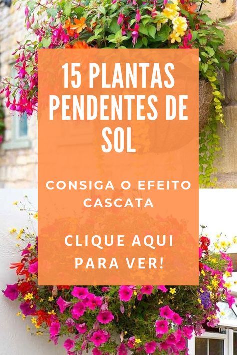 15 Plantas Pendentes de Sol para decorar sua casa e jardim com um efeito cascata Petunia Window Boxes, Petunia Tattoo, Trailing Petunias, Eco Garden, Gazebo Wedding, Mexican Home Decor, Small Backyard Gardens, Petunia Pickle Bottom, Creative Gardening