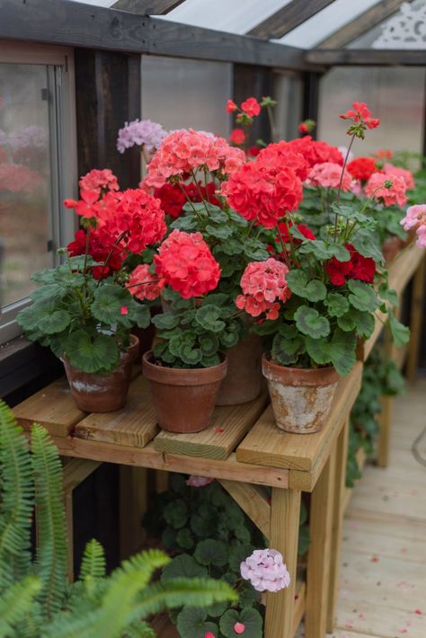 Red Geraniums In Pots, Geranium Centerpiece Ideas, Geraniums In Pots Front Porches, Red Geraniums In Pots Front Porches, Geraniums In Pots Ideas, Geranium Arrangements, Geranium Planter Ideas, Geraniums In Containers, Geraniums In Pots