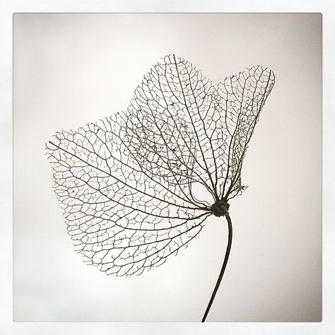 Meredith Woolnough, Flower Skeleton, Leaf Skeleton, Best Tattoo Designs, Online Group, Best Tattoo, Pen Art, Leaf Art, Patterns In Nature