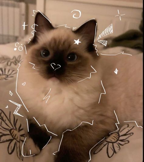 Cute Pfps For Instagram, Cutecore Cat, Cute Kitten Pfp, Cat Widget, Cat Aesthetic Cute, Cute Kitten Pics, Cutecore Aesthetic, Domestic Cat Breeds, Photography Simple