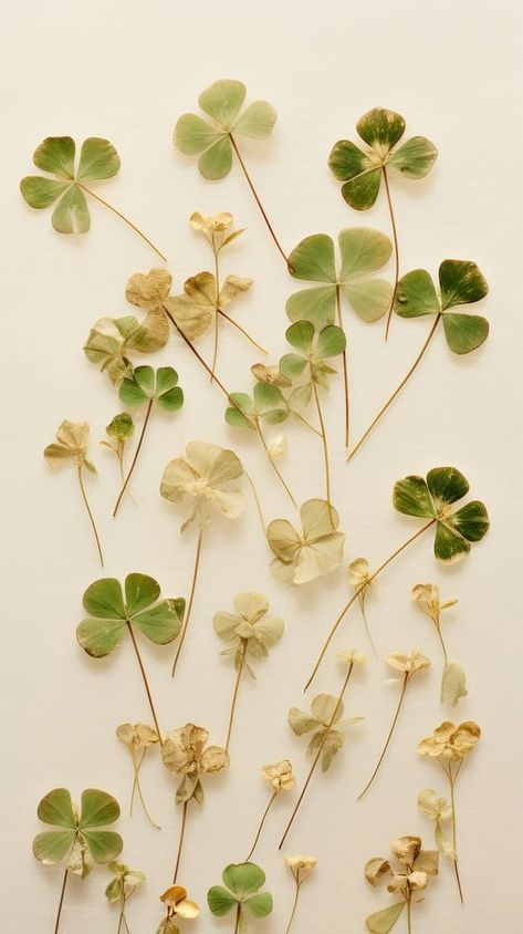 Clover leaves herbs plant leaf. | premium image by rawpixel.com Lucky Clover Aesthetic, 4 Leaf Clover Wallpaper Aesthetic, Four Leaf Clover Wallpaper, 4 Leaf Clover Aesthetic, Clover Aesthetic, Clover Background Wallpapers, Clover Aesthetic Four Leaf, Green Four Leaf Clover Aesthetic, Vintage Clover