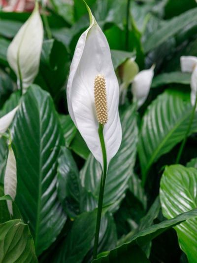 Tips & Information about Peace Lilies - Gardening Know How Peace Lily Indoor, Peace Lily Plant Care, Peace Lily Flower, Peace Lily Care, Lily Plant Care, Peace Lillies, Lily Care, Planting Plants, Peace Lily Plant