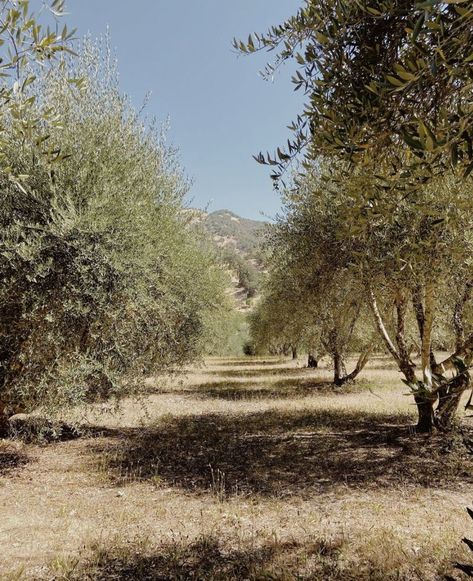 Another beautiful day in our Mendocino olive orchard 🌈 Olive Orchard, Where It All Began, Virgin Olive Oil, Extra Virgin, Syria, Extra Virgin Olive Oil, Beautiful Day, Olive Oil