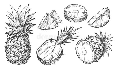 Pineapple Sketch, Pencil Outline, Detailed Line Art, Fruit Doodle, Pineapple Drawing, Pineapple Illustration, Fruit Sketch, Pineapple Vector, Business Icons Vector