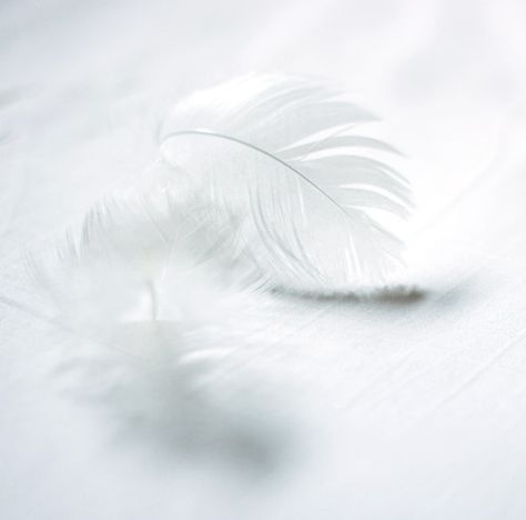 White Feather Meaning, Feather Meaning, Floating In The Air, Angel Feathers, Cottage In The Woods, Angels Among Us, White Feather, Art Texture, Foto Art