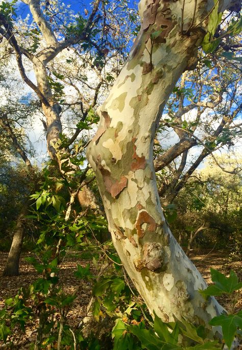 Sycamore Tree Art, Sycamore Tree Painting, Sycamore Tree Drawing, Sycamore Tree Aesthetic, Microscopic Creatures, Sycamore Trees, Bathroom Mural, Tree Identification, Sycamore Tree