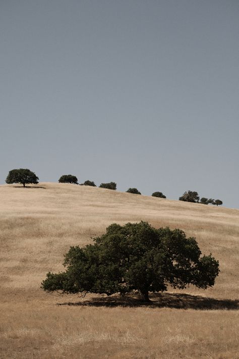 Soft Landscape, California Hills, Golden Field, Minimal Landscape, Short Hills, Missing Home, Golden Hill, California Landscape, Wood Siding