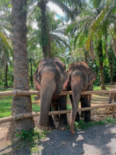 Thailand travel, elephant sanctuary, Krabi Krabi Elephant Sanctuary, Thailand Holiday Aesthetic, Krabi Aesthetic, Thailand Elephant Sanctuary, Elephant Sanctuary Thailand, Bali Elephant, Elephant Thailand, Elephants In Thailand, Thailand Aesthetic