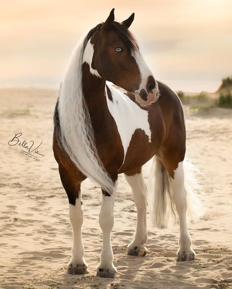 3,009 gilla-markeringar, 12 kommentarer - Martine de Leeuw (@bellavie_photoart) på Instagram: "Beautiful 'Uitslover'. #pony #pferde #horse #horses #caballos #canon #equine #equinephotography…" Horse At The Beach, Wild Horses Photography, Buy A Horse, American Paint Horse, American Paint, Horse Boarding, Horse Crazy, Cute Horses, Horse Photos