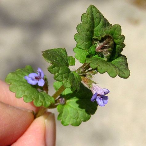 If you're a homeowner or gardener, chances are you've encountered the dreaded Creeping Charlie at some point in your life. This invasive weed can quickly take over your lawn and garden, leaving you frustrated and Creeping Charlie, Wild Foraging, Edible Wild Plants, Ivy Plants, Wild Harvest, Wild Edibles, Plant Identification, Wild Food, Wild Plants