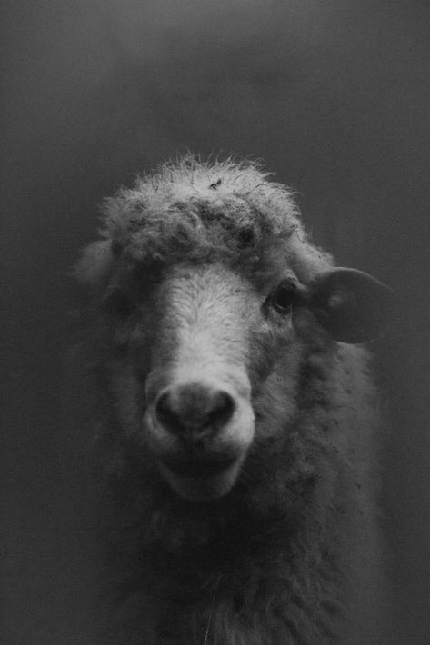 Sheep Images, Sheep Pictures, Horror Black, Grey Nature, Agnus Dei, Church Graphics, Church Graphic Design, Church Design, Black Sheep