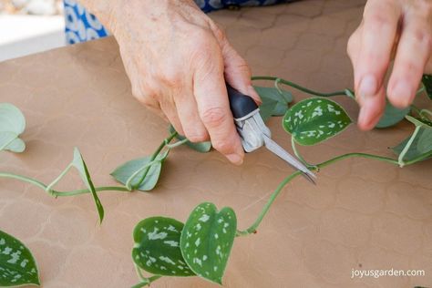 Learn how to propagate Satin Pothos & propagate Scindapsus pictus here. Satin Pothos propagation & Scindapsus pictus propagation is easy if you follow this propagation guide. Get details on Satin Pothos pruning, Scindapsus pictus pruning, how to propagate Satin Pothos in water, Satin Pothos cuttings in water, Satin Pothos propagation in water, propagating Scindapsis pictus, & propagating Satin Pothos. #houseplantpropagation #propagatingindoorplants Pothos Propagation, Pothos In Water, Pothos Cuttings, Indoor Plant Care Guide, Propagation Tips, Satin Pothos, Scindapsus Pictus, Easy Indoor Plants, Indoor Plant Care