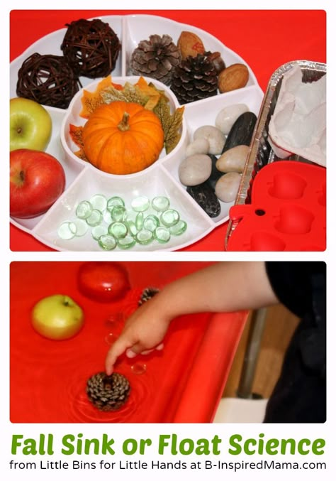 Fall Sink or Float Preschool Science Activity at B-Inspired Mama Sink Or Float Preschool, Winter Objects, Fall Float, Autumn Preschool, Autumn Preschool Theme, Pre-k Science, Fall Science, Science For Toddlers, Preschool Fall