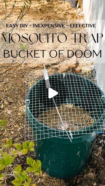 Christina Marcellino | MOSQUITO BUCKETS OF DOOM 🦟  UPDATE: Here is a link with all the supplies you’ll need and printable instructions (IG won’t let me s... | Instagram Mosquito Traps Diy How To Make, Kill Mosquitos In Yard, Mosquito Bucket Of Doom, Diy Mosquito Repellent For Yard, Mosquito Repellent For Yard, Backyard Mosquito Control, Mosquito Prevention, Mosquito Trap Diy, Backyard Planting