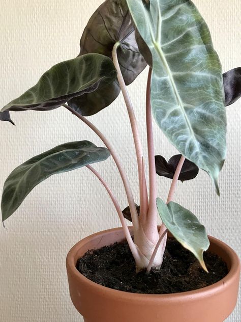 Dragon Alocasia, Alocasia Pink Dragon, Pink Dragon, Fern Plant, Air Purifying, Pretty Plants, Growing Indoors, Plant Mom, Cactus And Succulents