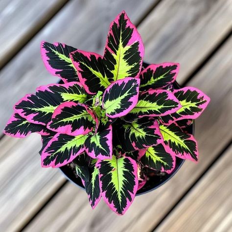 Home Garden & Flower 🌹 🏠🏡 | Coleus 'Black Dragon' | Facebook Black Dragon Plant, Black Dragon Coleus, Coleus Black Dragon, Trailing Coleus, Greenhouse Room, Coleus Plants, Black Succulents, Potted Plants Patio, Wall Plants