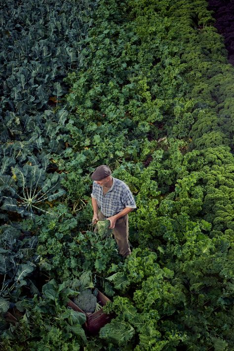 Farmer harvesting broccoli shot from a high angle High Angle Shot Photography, Farmers Photography, High Angle Photography, Harvesting Broccoli, Farmer Photography, Food Outdoor, High Angle Shot, High Angle, Lifestyle Photography