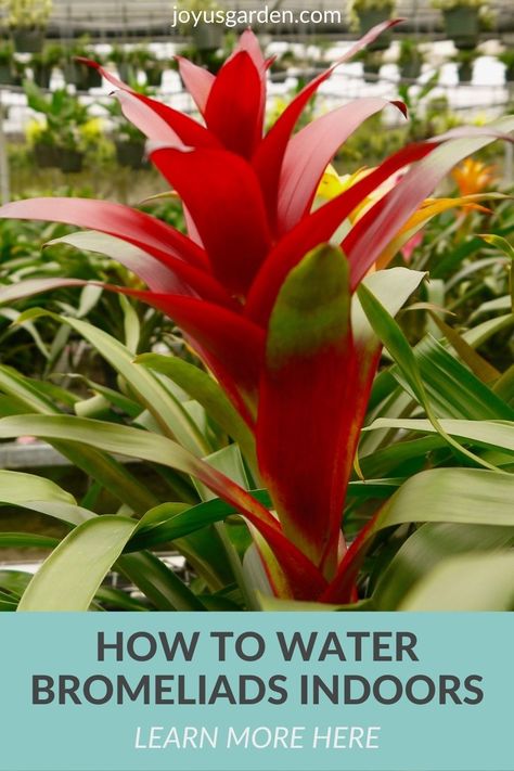 How To Care For Bromeliads, Bromeliads Care Indoor, Bromeliads Care, Bromeliads Indoor, Small Houseplants, Bromeliad Plant, Indoor Plant Care Guide, Potted Olive Tree, Easy Indoor Plants