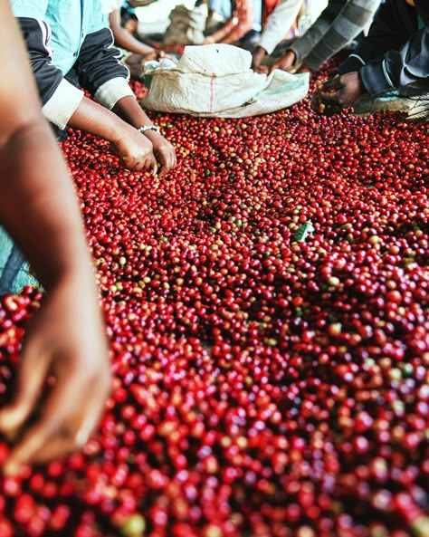 Coffee Berries, Berries Photography, Coffee Process, Farm Aesthetic, Food Prints, Coffee Farm, Coffee Plant, Coffee Aesthetic, Coffee Photography