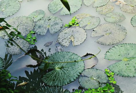 Flower Shower Curtain, Flower Shower, Blue Lotus, December 26th, December 25, Four Seasons, Bing Images, Plants, Flowers