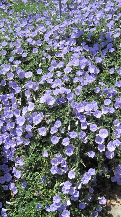 Convolvulus sabatius - Ground Morning Glory — Water-Wise Gardens by Jean Marsh Aiyana Core, Marsh Flowers, Swamp Wedding, Convolvulus Sabatius, Morning Core, Jean Marsh, California Landscaping, Landscape Renovation, Morning Glory Flowers