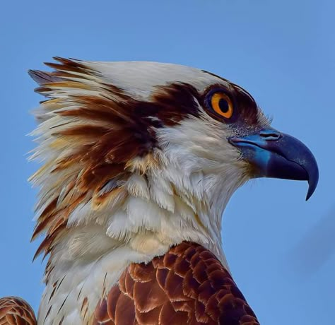 Osprey Animal Poses, Animals To Draw, Animal Study, Cool Animals, Animal Reference, Pretty Animals, Animal References, Like Animals, Silly Animals