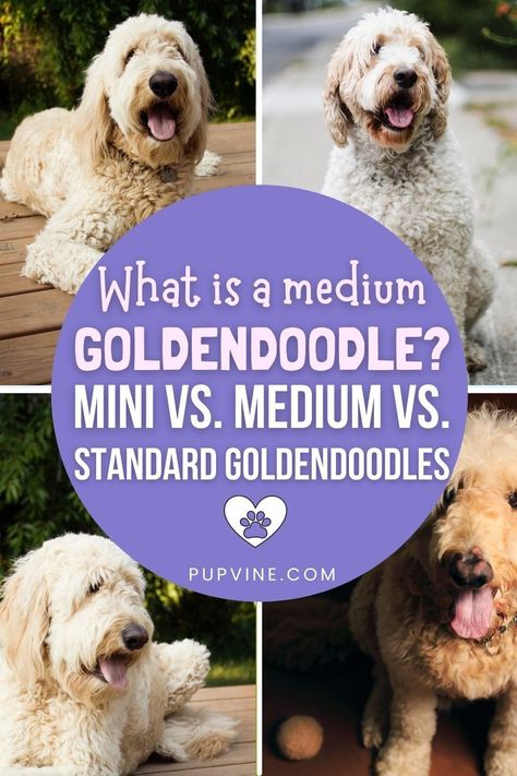 Goldendoodle Medium Size, Medium Goldendoodle Full Grown, Medium Golden Doodle, Large Goldendoodle, Mini Golden Doodle Full Grown, Mini Goldendoodle Full Grown, Parti Goldendoodle, Goldendoodle Standard, Full Grown Mini Goldendoodle